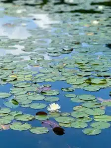 Bass Lake Lily Pads