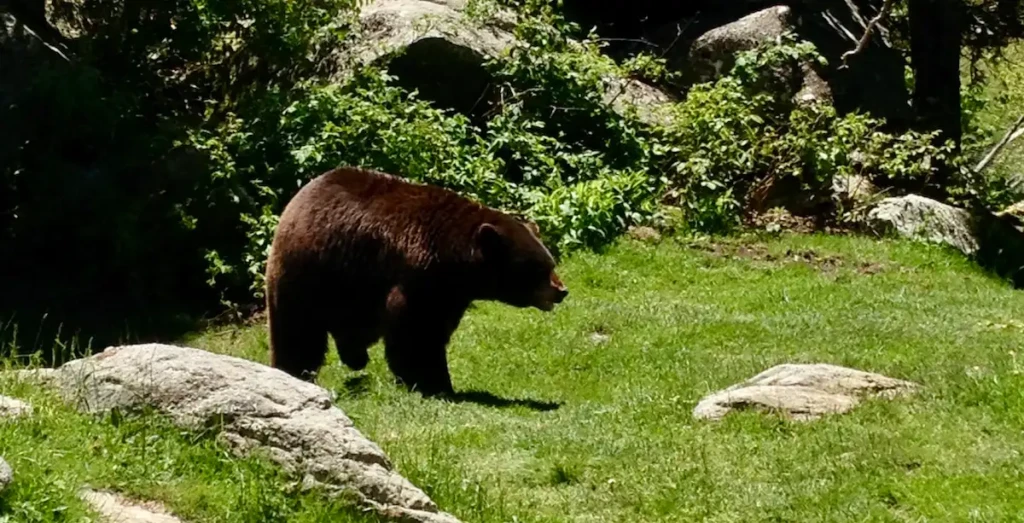 Grandfather Mountain Black Bear Near Blowing Rock, NC