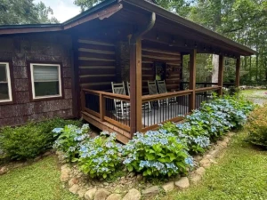 Summertime hygrangeas outside hemlock hill cabin blowing roc nc