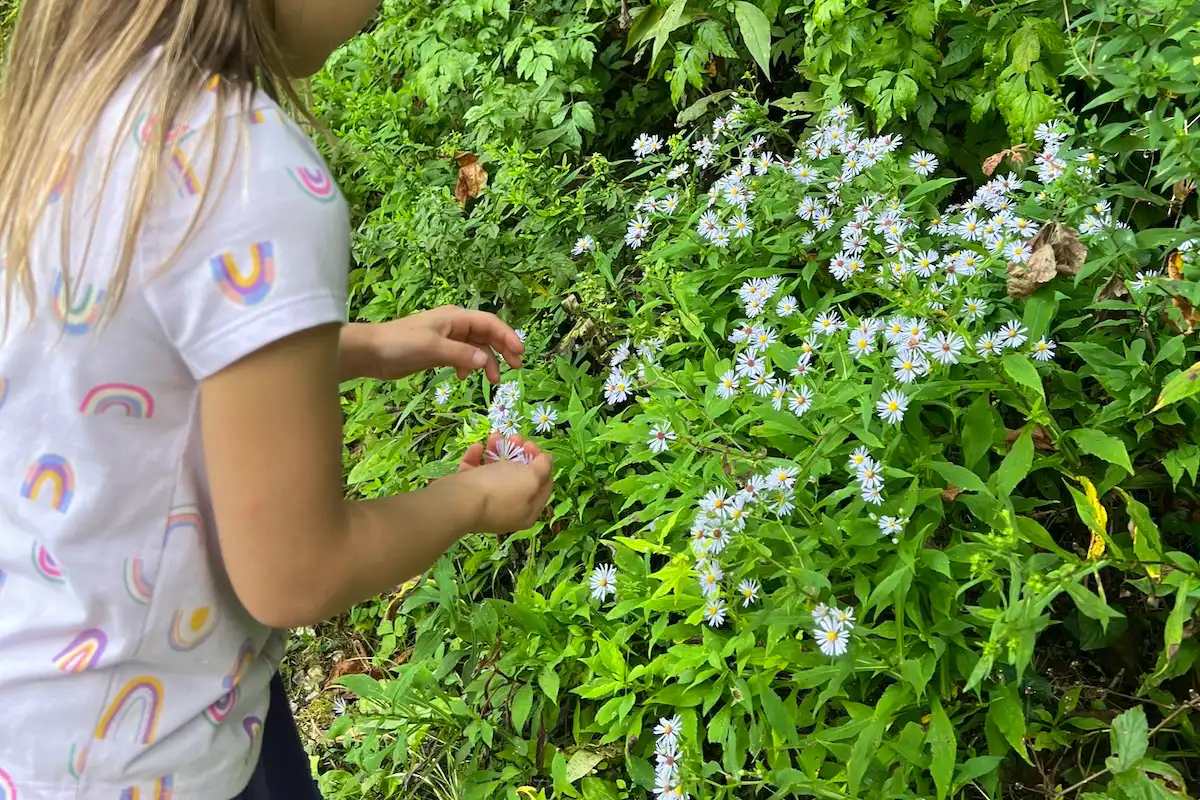 Wildflowers along the hiking trail at Linville Falls in North Carolina